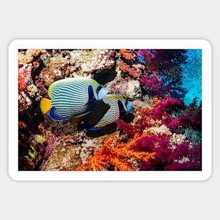 Emperor angelfish on a reef (C026/7001) Sticker